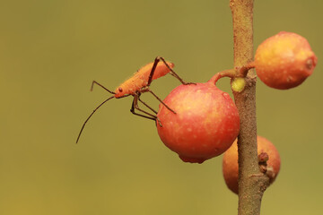 A young milkweed assassin bug eats the fruit of a wild plant. This insect has the scientific name...