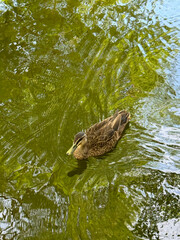 duck in the pond