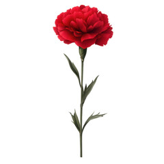 Carnation clipart isolated on transparent background