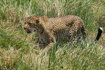 A leopard is patrolling his territory through the golden grass on the savanna of the Maasai Mara, Kenya.