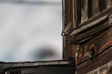 古民家に住み着くシジュウカラ
