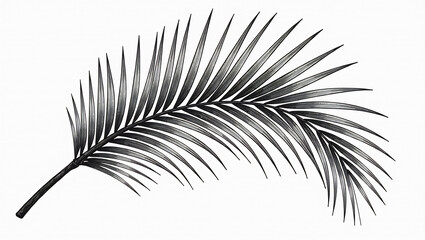 Obraz premium Minimalist Palm Leaf Sketch Fine Art