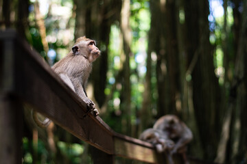 Macaca fascicularis, crab-eating macaque, long-tailed macaque relaxing in Monkey Forest, Ubud, Bali, Indonesia. Close up. Cute Monkey. Animal in wild nature