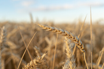 Golden wheat field in summer