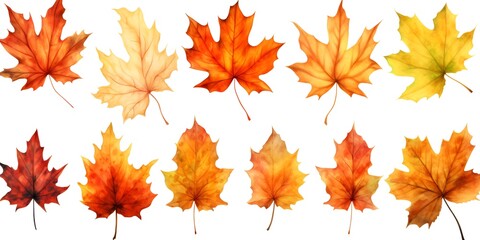 Fototapeta premium Watercolor Set of Maple Autumn Leaves Isolated on White Background