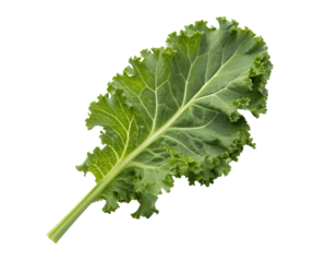 Fresh kale leaves isolated on a white transparent background, vibrant green with crisp texture, perfect for organic food branding, healthy eating blogs, restaurant menus, and digital design