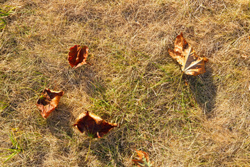 Golden autumn leaves scattered on dry grass in a tranquil park under the crisp, blue sky of fall