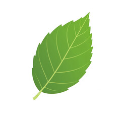 Obraz premium A vibrant green leaf showcasing intricate veins and a fresh appearance., isolated on a transparent background.