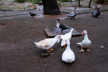 Obraz premium Resting geese and ducks in a park near the water on a sunny day. Waterfowl watching 