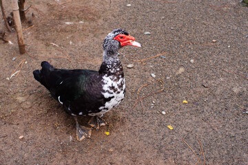 Muscovy duck (Cairina moschata) in the park close-up. Waterfowl watching