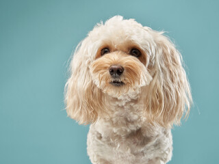 A Maltipoo dog curls against a soothing light blue background, showcasing its fluffy coat and sweet demeanor. This portrait emphasizes the breed charm and gentle personality.