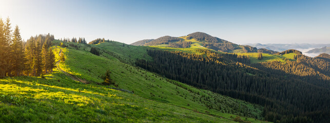 Perfect green hills with coniferous forests and pastures in sunny weather. Carpathian mountains, Ukraine, Europe.