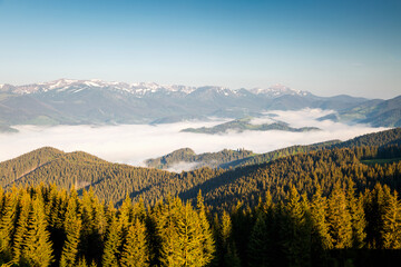 Obraz premium Magnificent view of green forested mountains and wild reserve area. Carpathian mountains, Ukraine, Europe.