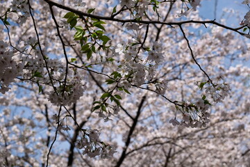 桜と葉