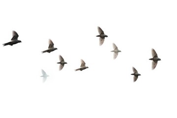 Tickets flying animal flock