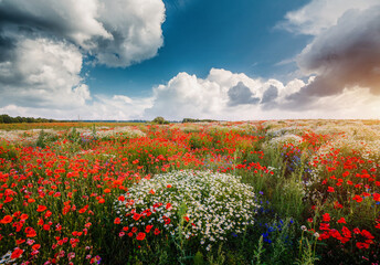 A charming picture of red poppies and white daisies under a blue sky with fluffy clouds.