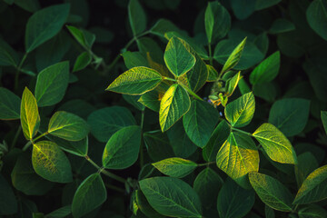 Close-up of soybean leaves illuminated by sunlight.