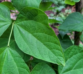 close-up of bean leaves.