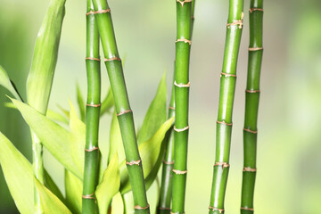 Fototapeta premium Beautiful decorative bamboo plant on blurred background, closeup