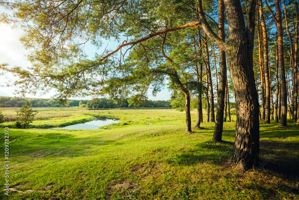 Aufkleber a fabulous view of a green forest with coniferous trees and shining grass in sunny weather. location