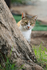 A Cat behind a Tree