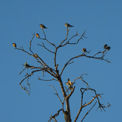 Bee Eaters on a Dead Tree