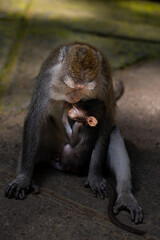The monkey family, mother and baby. Macaca fascicularis, crab-eating macaque, long-tailed macaque in Monkey Forest, Ubud, Bali, Indonesia. Close up. Cute Monkeys. Animal in wild nature