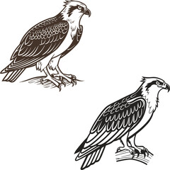 Osprey bird bundle line art and illustrator eps