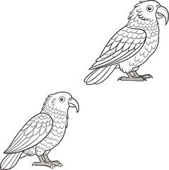 Kea bird bundle line art and illustrator eps