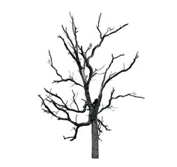Dead tree isolated on a white background, clipping path  transparent.