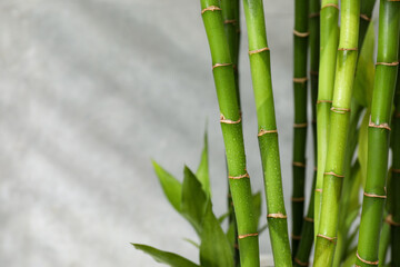 Fototapeta premium Beautiful decorative bamboo plant on blurred background, closeup. Space for text