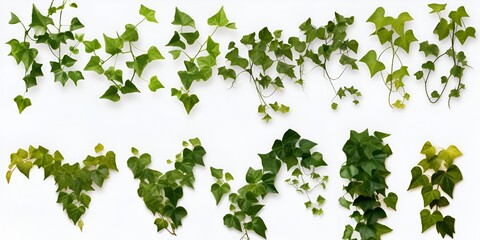 Set of realistic ivy plants on a white background, captured from various angles and positions. Transparent PNG image. bokeh background