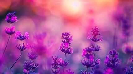 Obraz premium Lavender Sunset: A Serene Field of Purple Blossoms