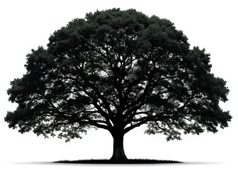 Fototapeta premium Black Oak Tree Silhouette, Simple Vector Graphic, High-Resolution Stock Image, White Background