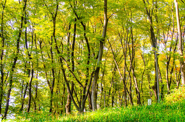 Obraz premium tree trunk textures in natural environment. natural environmental detail view in korea