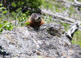 Yellow Bellied Marmot in Yellowstone National Park, Wyoming, USA