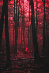 Enigmatic Dark Forest with Thick Unnatural Air Underneath a Mysterious Red Glow
