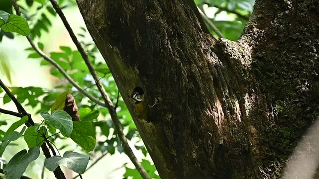 a Common flameback bird or dinopium javanense repeatedly pokes its head into the nest hole