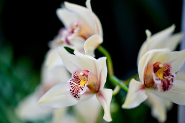 AUT, Botanischer Garten Linz, Orchideen