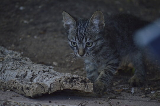 cr&iacute;a de gato o gato beb&eacute; jugando en el jard&iacute;n