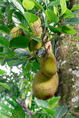 Jack jackfruit tree with green leaves image