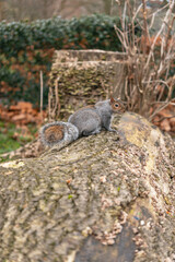 Squirrel on a Tree Trunk