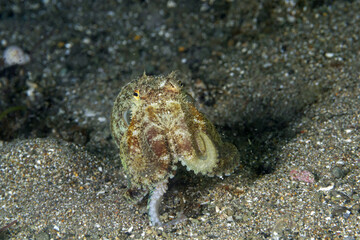 Close-up of an octopus, amphioctopus marginatus, camouflaged in the sand