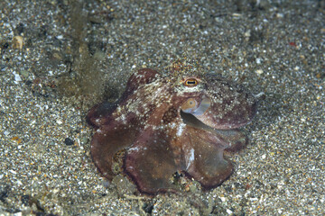 Close-up of an octopus, amphioctopus marginatus, camouflaged in the sand