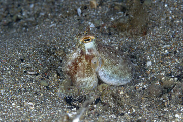 Close-up of an octopus, amphioctopus marginatus, camouflaged in the sand