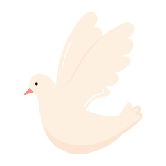 white dove bird