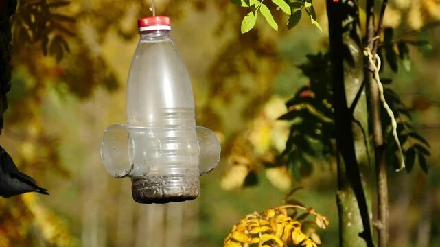 young nuthatch at a feeder autumn landscape