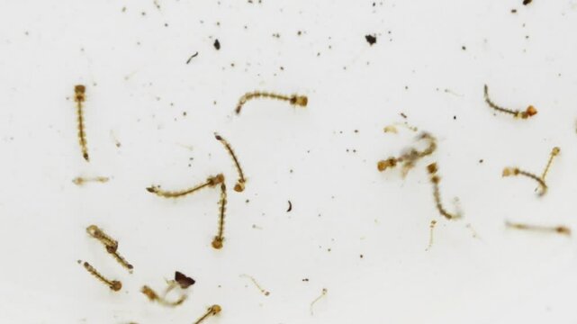 Closeup of Mosquito larvae moving clearly on a white background