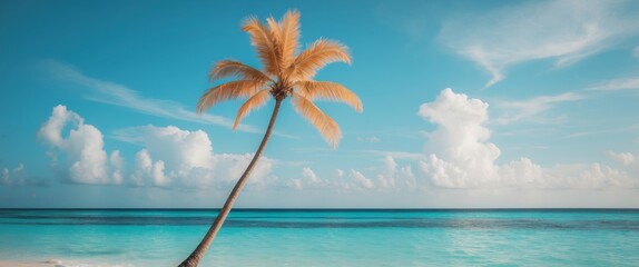 tropical beach with clear water and leaning palm tree