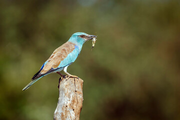 European Roller standing on a pole with prey  in Greater Kruger National park, South Africa ;...